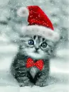 cat in the snow with cape