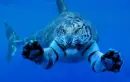 Tiger shark