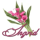 Pink Flower: Ingrid