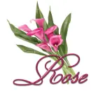 Pink Flower: Rose