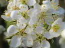 white flower