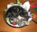 sleep