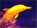 dolphin