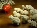 herd