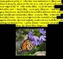 Butterflies