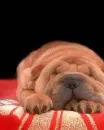 sleeping dog