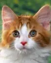 looking cat