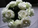 white rose