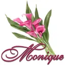 Pink Lily: Monique