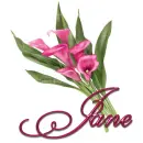 Pink Lily: Jane