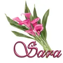 Pink Lily: Sara