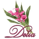 Pink Lily: Delia