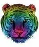 Rainbow Tiger