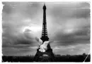 Dove in Paris