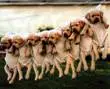 cute puppies