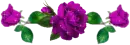Purple Roses