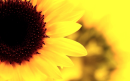 beautifull sunflower