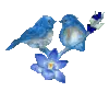 Lil Blue Birds