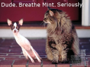 Dude. Breathe Mint. Seriously.