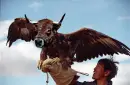Cow eagle