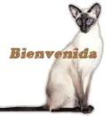 Bienvenida siames
