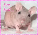 Hot rat