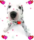 puppy in love