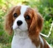 my animal avatar