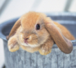 baby rabbit