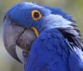 blue parrot