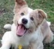 cute puppy