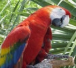 parrot