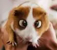 bugsy