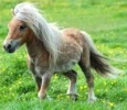 pony