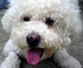cute puppy ;)