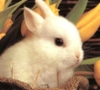 cute rabbit