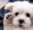 cute puppy! ;)