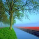 trees