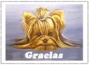Gracias yorkie