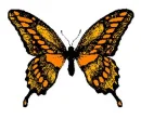 BUTTERFLY