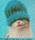 Gansta Kitty