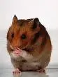 hamster