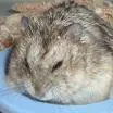 hamster