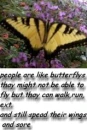 butterfly