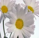 close-up flowers default layout