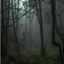in the woods default layout