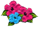 Hibiscus Button or bullet