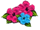 Hibiscus Button or bullet