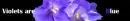 Violets are blue