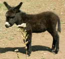 Donkey